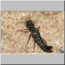 Stenus sp - Kurzfluegler 03a 6mm.jpg